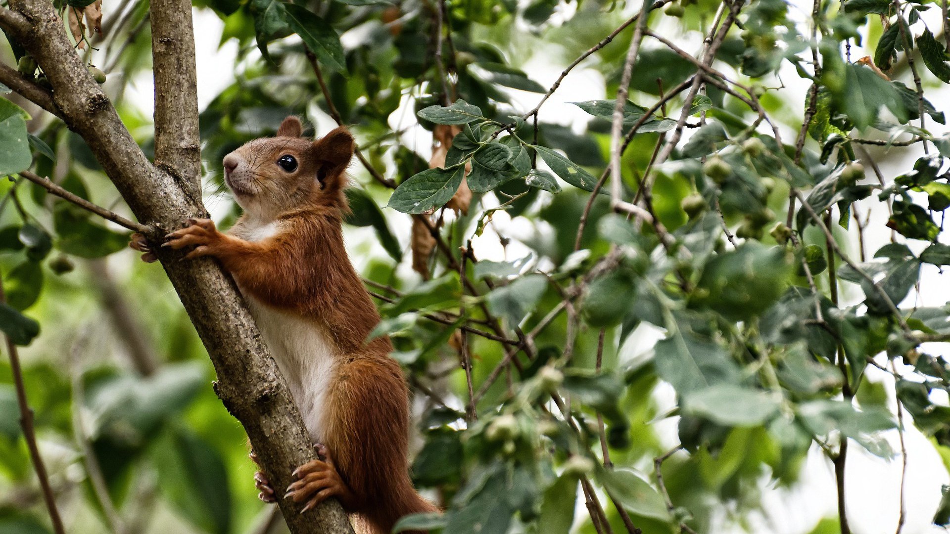 中国男篮全力备战亚洲杯 锻炼新人实力，中国男篮全力备战亚洲杯 锻炼新人实力