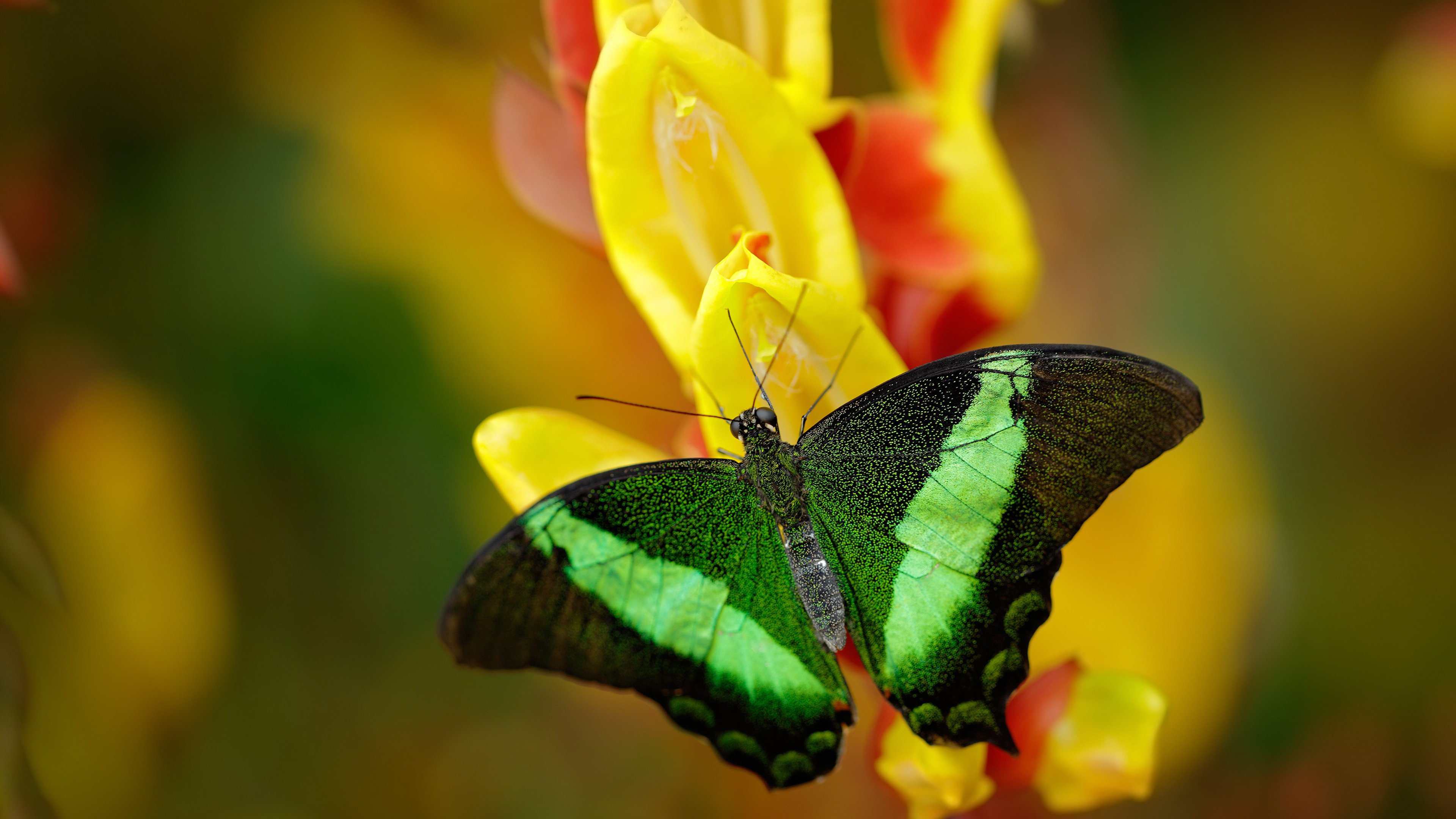 尼克斯主帅称更换首发带来新活力，尼克斯主帅称更换首发带来新活力的球员