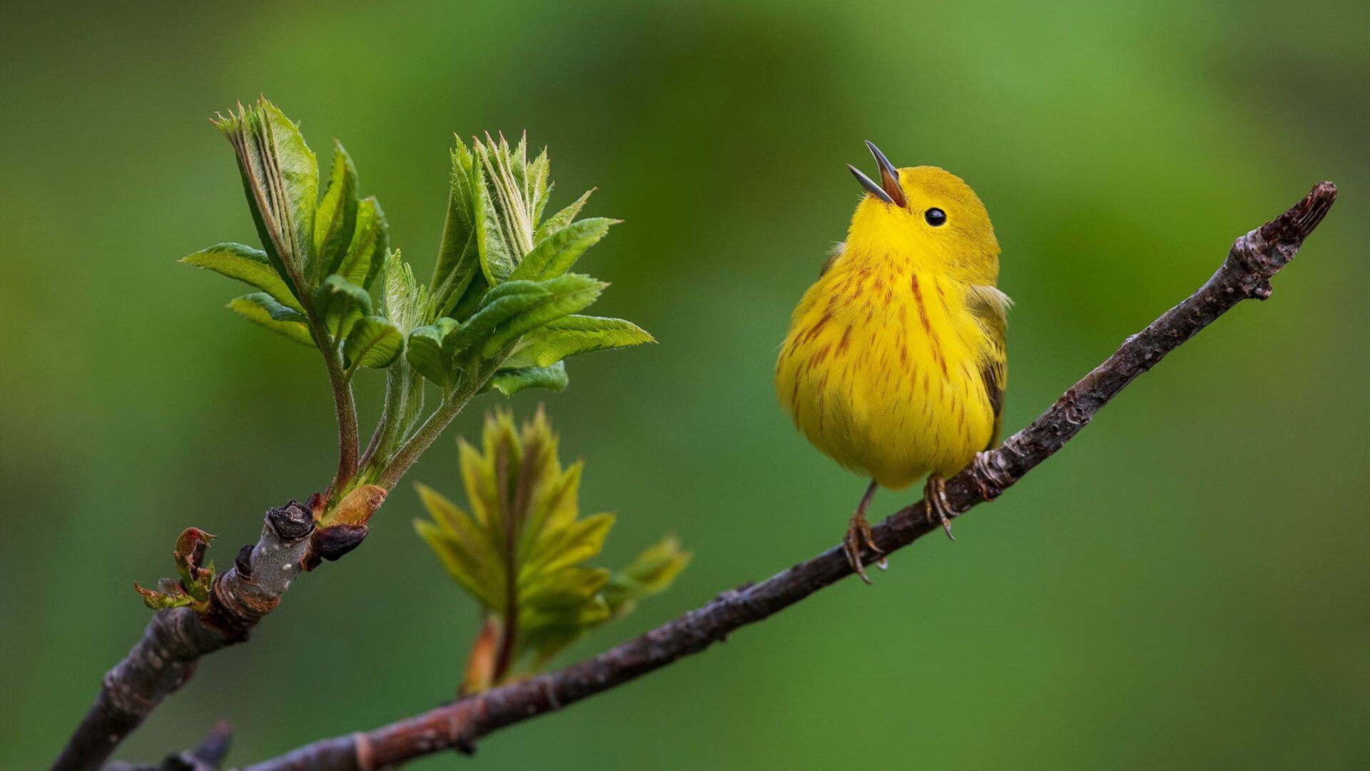 混合泳接力中立代表队A团结协作显优势，混合泳接力比赛的出发顺序