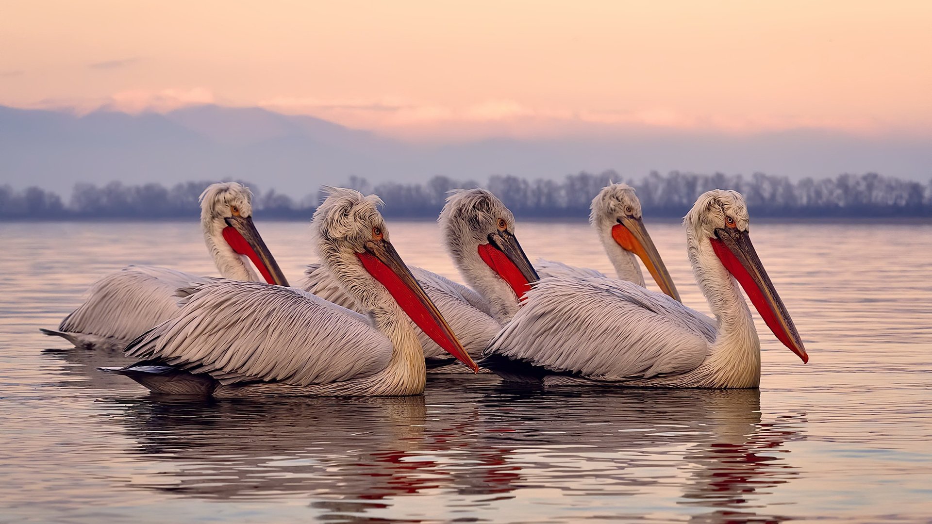 蛙泳冲刺中立代表队A稳扎稳打，蛙泳冲刺技巧